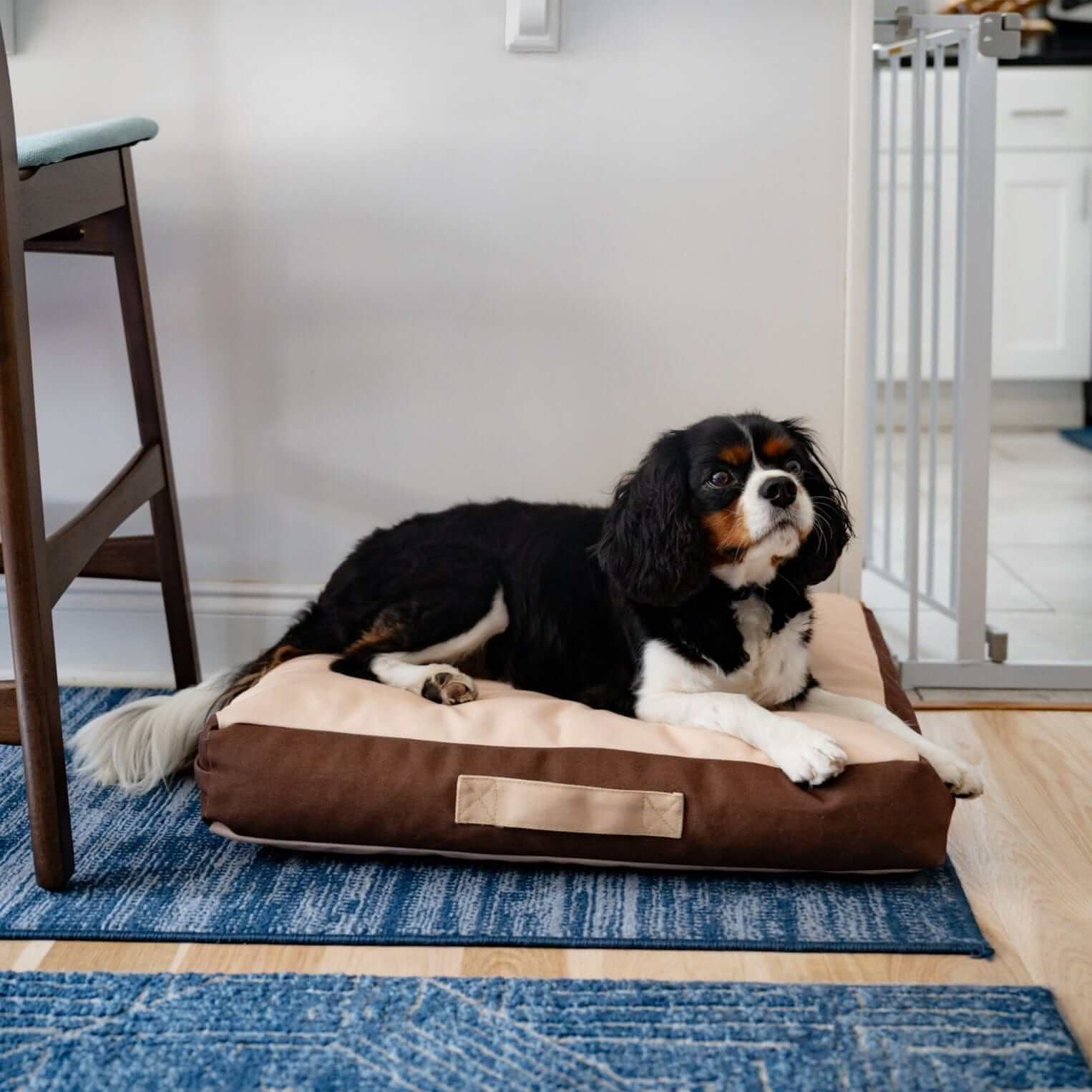 Rawry Pet Beds Therapeutic Floor Cushion - Small
