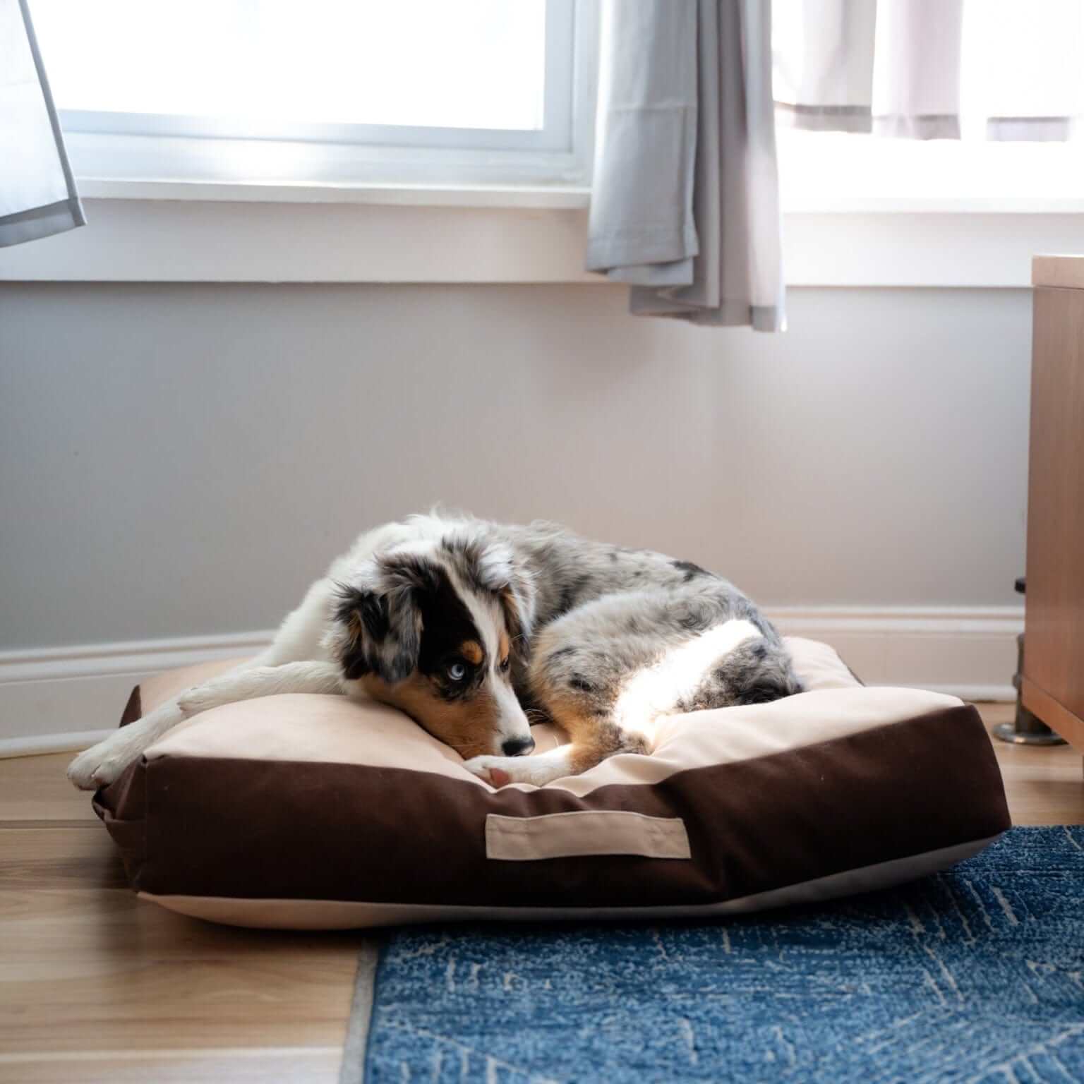 Rawry Pet Beds Therapeutic Floor Cushion - Medium