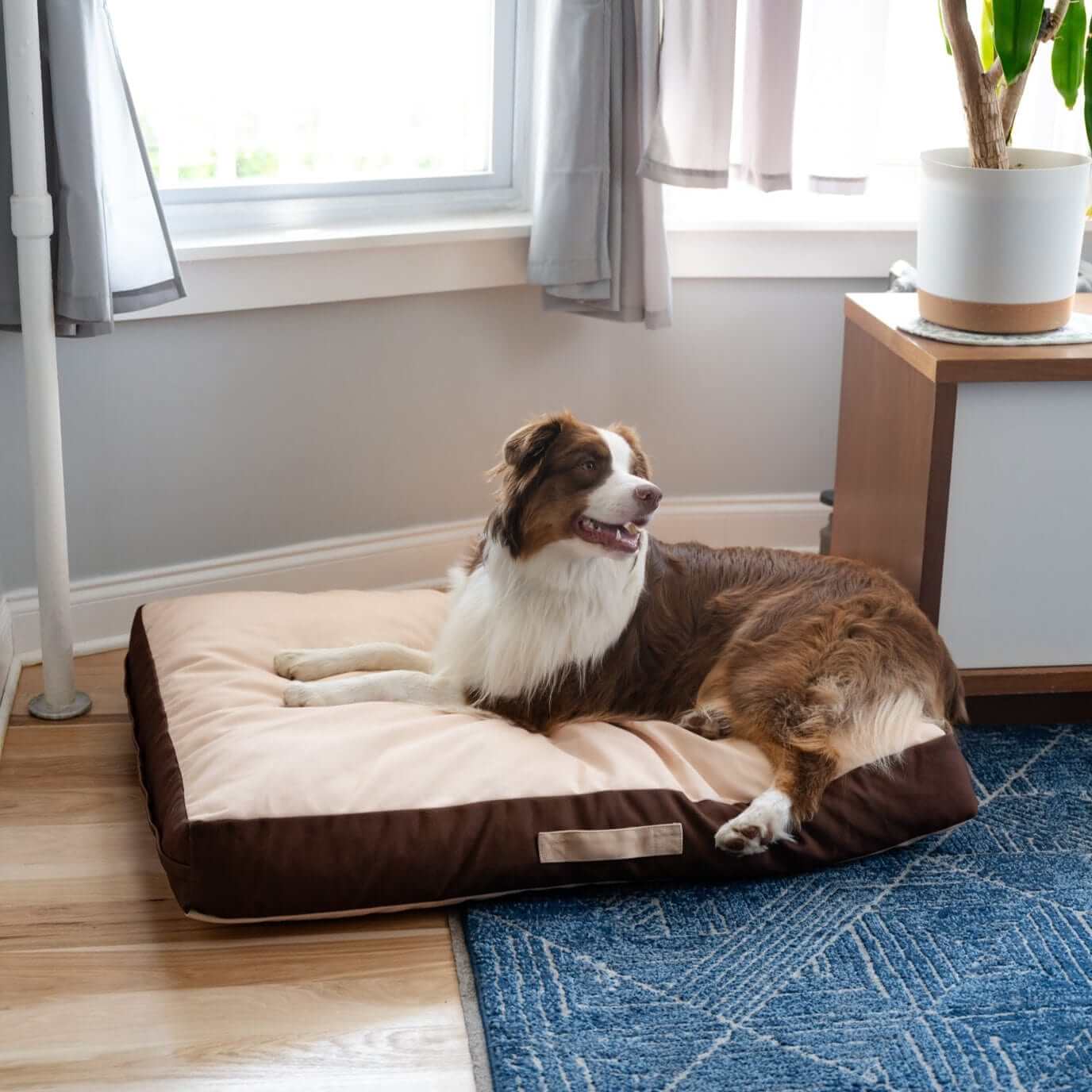 Rawry Pet Beds Therapeutic Floor Cushion - XL