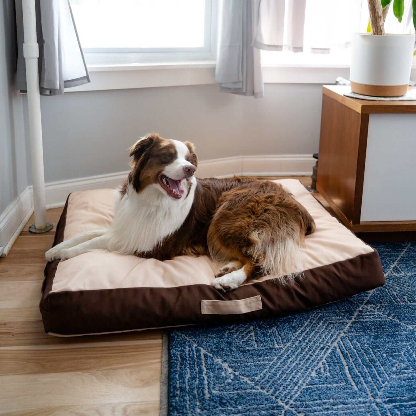 Rawry Pet Beds Therapeutic Floor Cushion - Small, Medium, XL