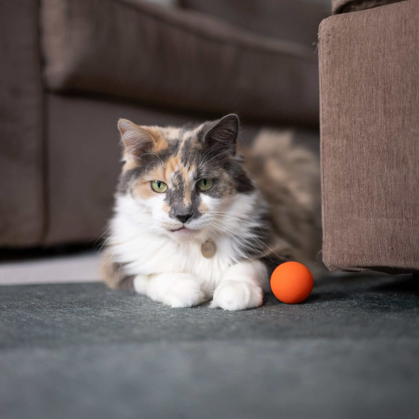Rawry Cat Toys Orange-Dozen