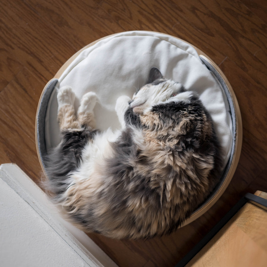 Rawrybed with Cat sleeping in bed