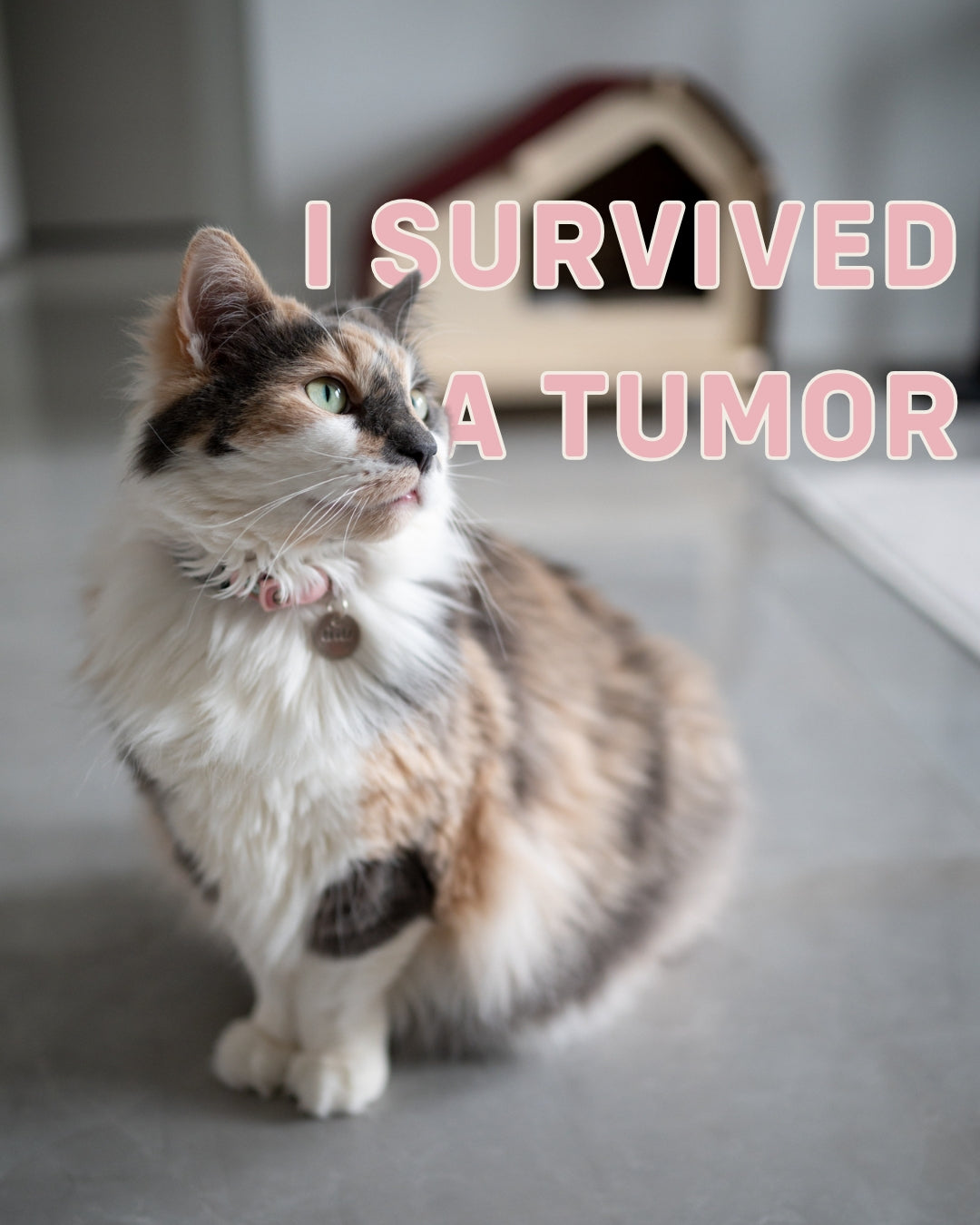 Lorelai "Rawry" Standing in front of Luxe Cabin with text: "I Survived a Tumor"