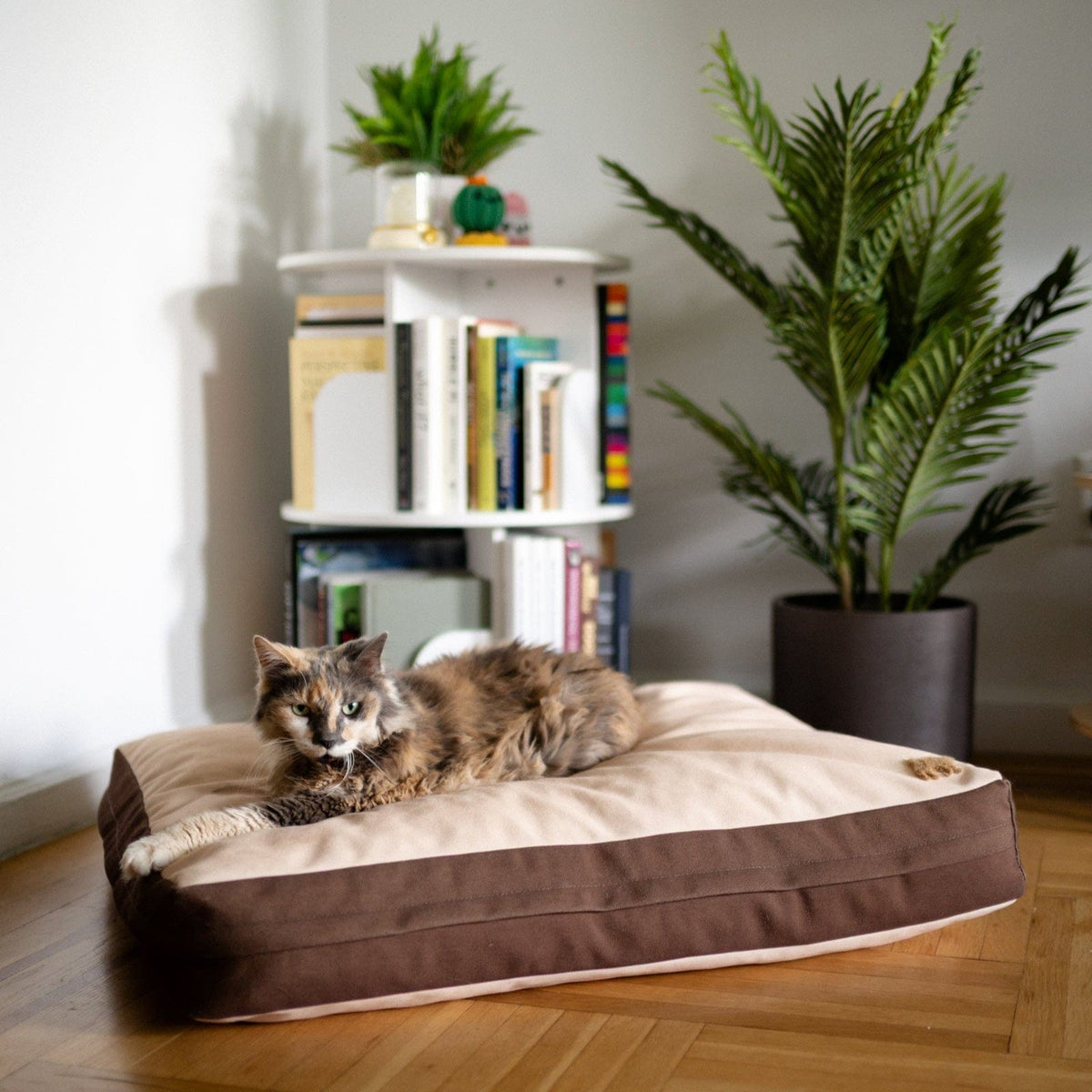 Rawry resting on the Orthopedic Pet Bed