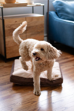 Teddy photo