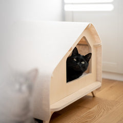 Findus photo