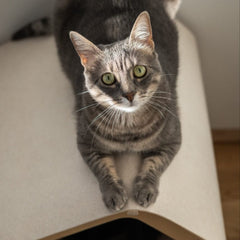 Mimi photo