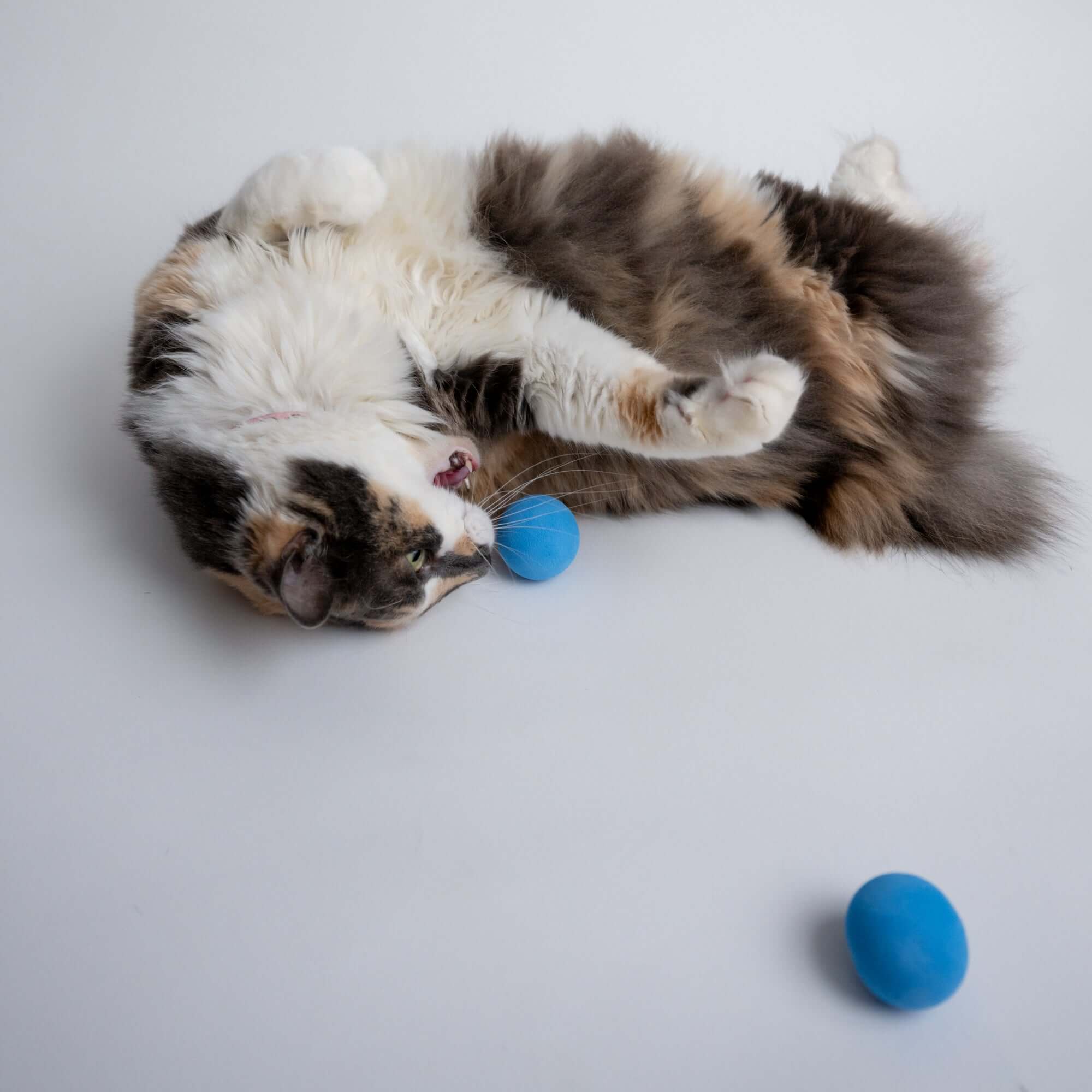 Rawry Cat Toys Blue-Dozen Foam Ball Cat Toy, Foam Ball Cat Toy 24-Pack (Mixed)